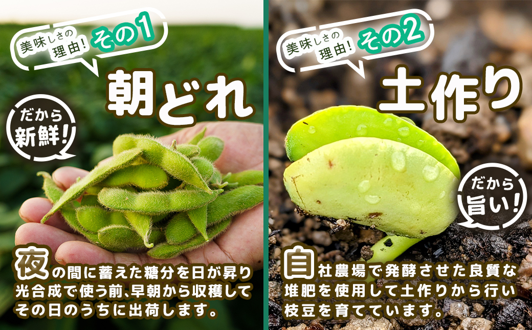 【先行受付】都城産枝豆(湯あがり娘)1.5kg(250g×6P)_11-B402-7