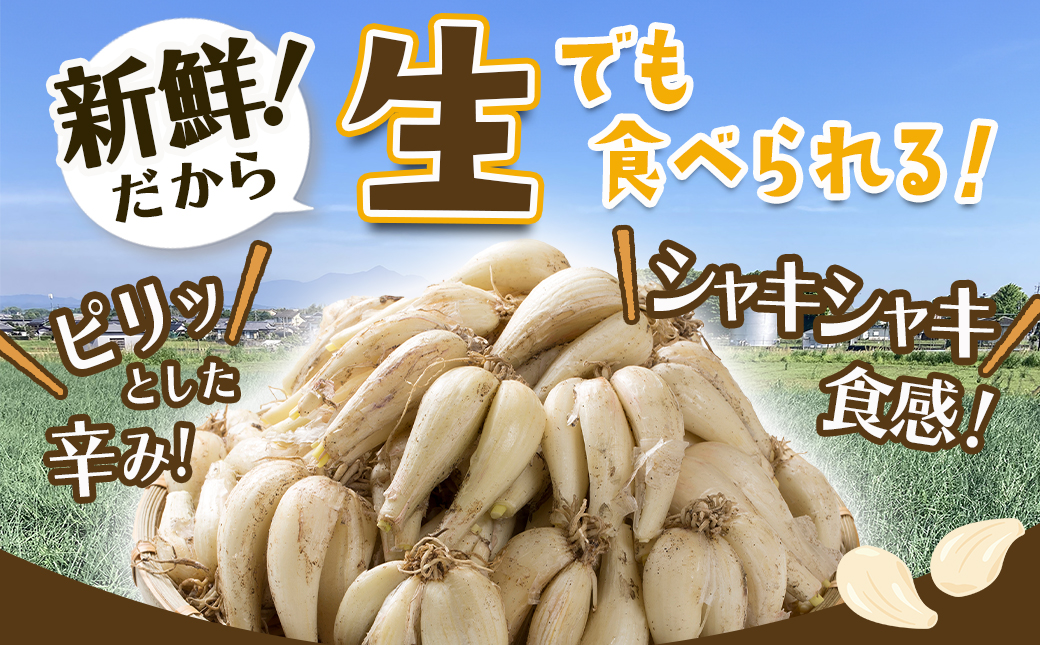 【先行受付!】掘りたて!新鮮!!根付き土付き生らっきょう5kg≪2026年5月中旬以降順次お届け≫_12-L701