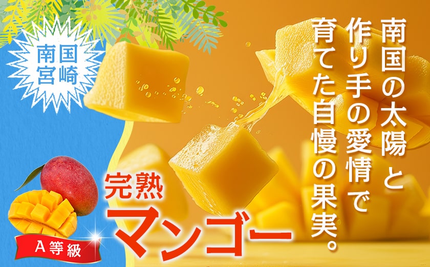 【先行受付!】宮崎完熟マンゴー2～3玉(都城産)_AC-3303_【果物 先行予約 フルーツ】