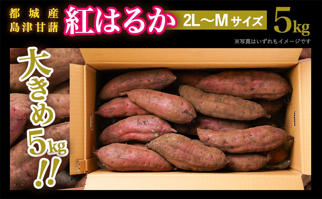 島津甘藷　熟成紅はるか 5kg(2L～M)_LE-A701