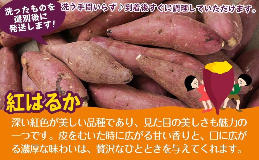 【新芋】芋名人が認めるさつまいも『洗い済み　紅はるか』8.2kg MS～2Lミックス ※9月～11月頃順次発送_LG-L701-N