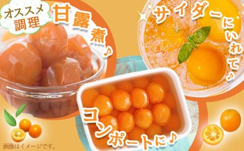 天然のシャーベット! 丸かじり氷結きんかん_AA-B502