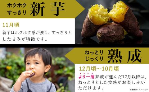 島津甘藷　熟成紅はるか 10kg(S～2S)_AA-A701-m