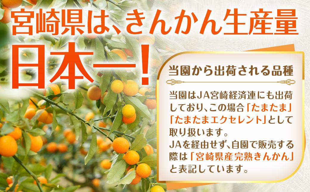 【先行受付！】【2月～3月お届け】都城産完熟きんかん 家庭用3kg (2Lサイズ)_18-B501