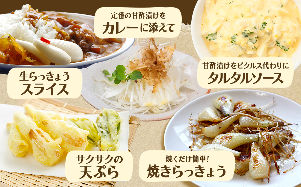 【先行受付!】掘りたて!新鮮!!根付き土付き生らっきょう10kg≪2026年5月中旬以降順次お届け≫_22-L701