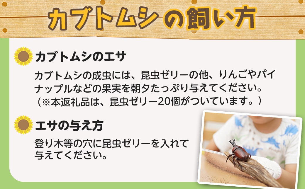 【先行受付☆2026年6月以降お届け】カブトムシ(飼育セット付き) ※限定100セット※_LG-3311