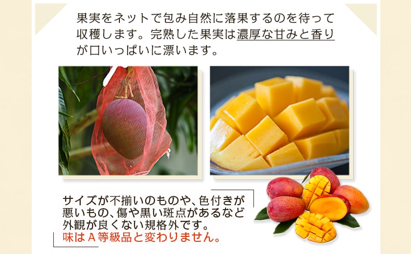 【先行受付!】宮崎完熟マンゴー家庭用1kg以上(都城産)_MJ-3311_【果物 先行予約 フルーツ】