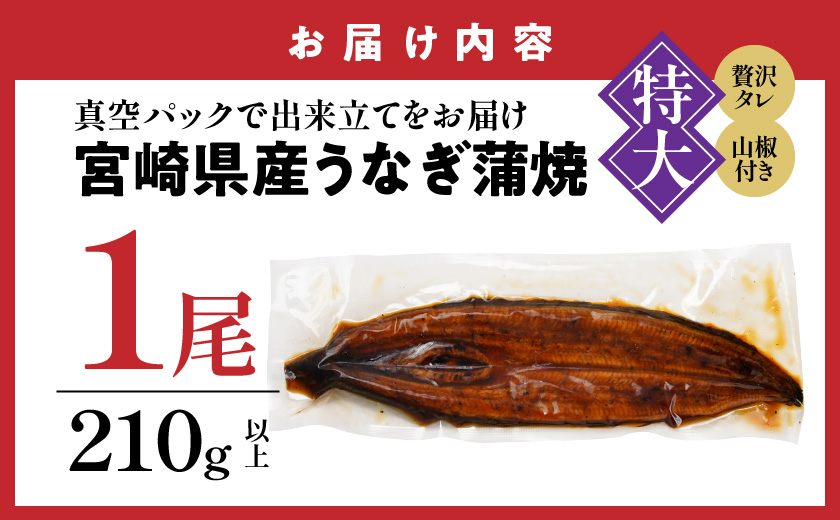 宮崎県育ちの【特大】うなぎ蒲焼1尾210g以上≪山椒・たれ付≫_11-M301