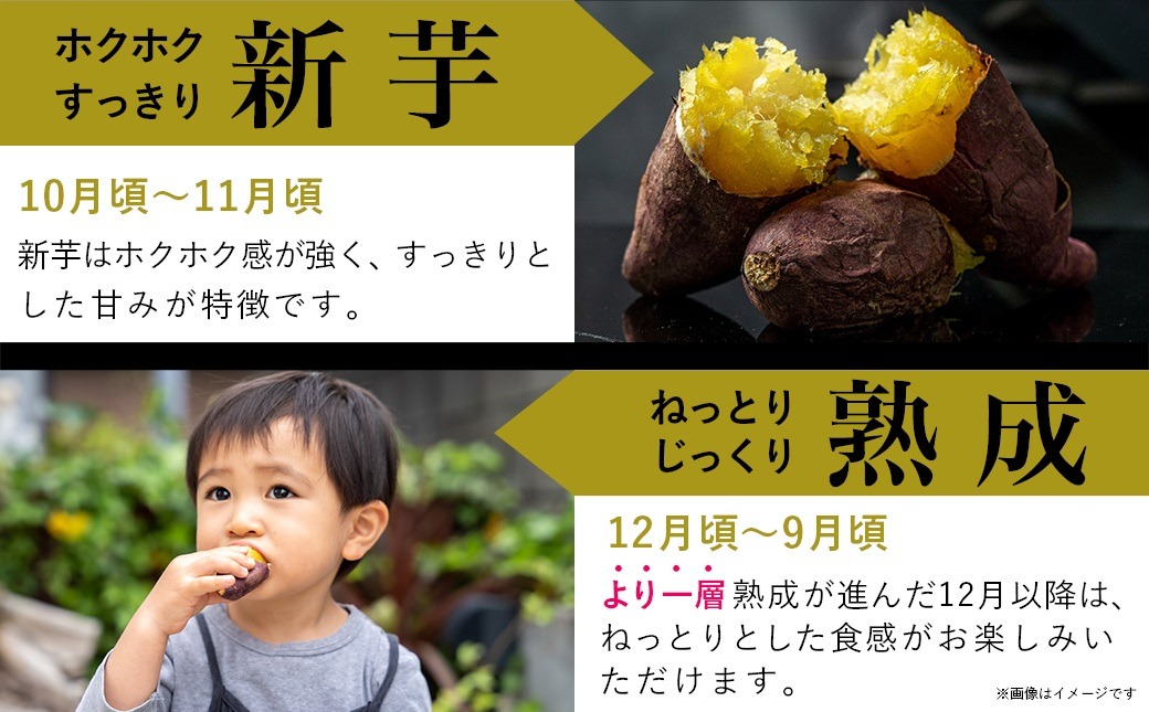 島津甘藷　熟成紅はるか 10kg(2L～M)_12-A701