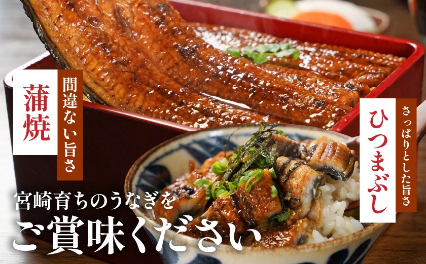 宮崎県育ちの【特大】うなぎ蒲焼2尾440g以上≪山椒・たれ付≫_16-M301