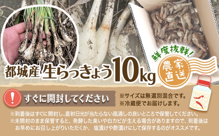 【先行受付!】掘りたて!新鮮!!根付き土付き生らっきょう10kg≪2026年5月中旬以降順次お届け≫_22-L701