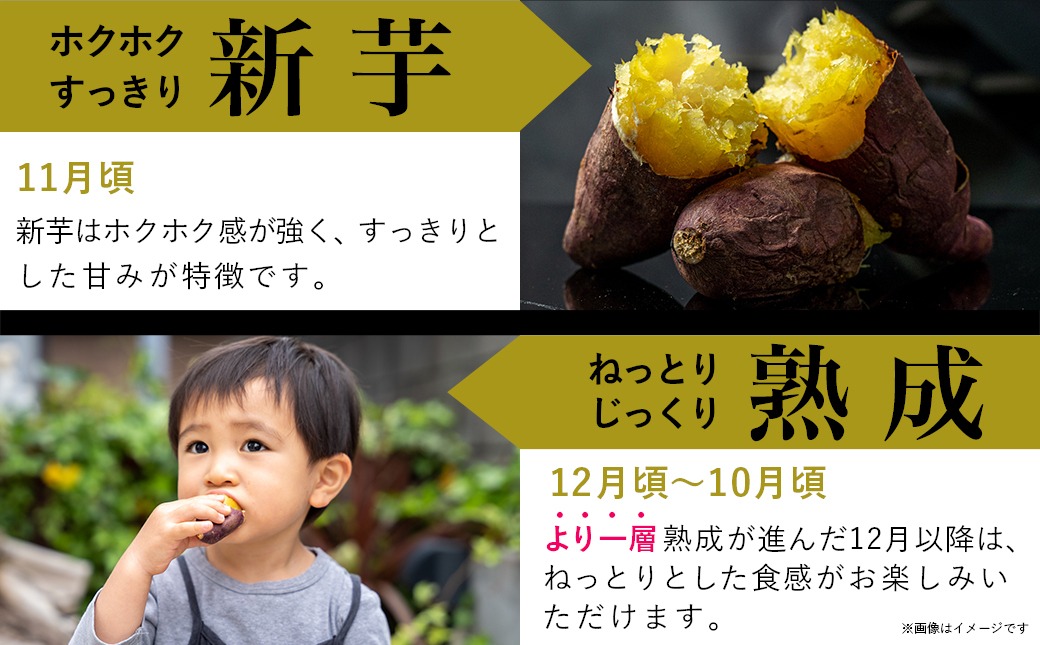 島津甘藷　熟成紅はるか 5kg(S～2S)_LE-A701-m