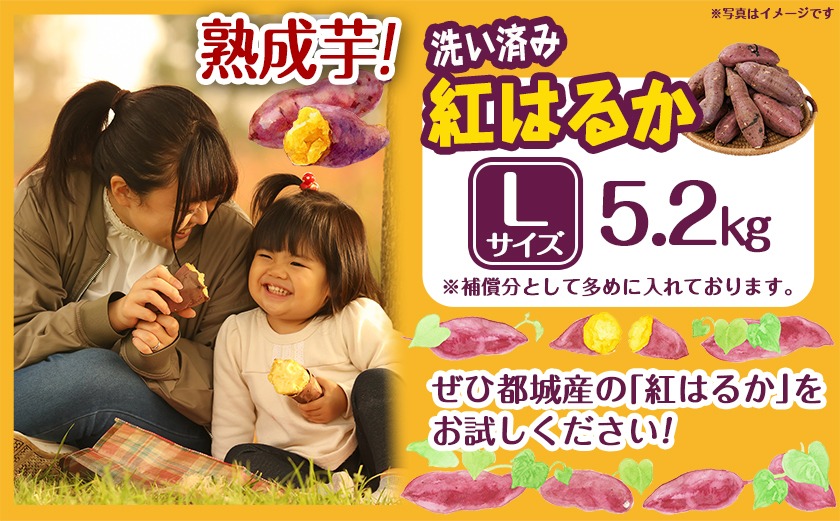 【熟成芋】芋名人が認めるさつまいも『洗い済み　紅はるか』5.2kg Lサイズ ※12月～1月頃順次発送_LE-L702-J