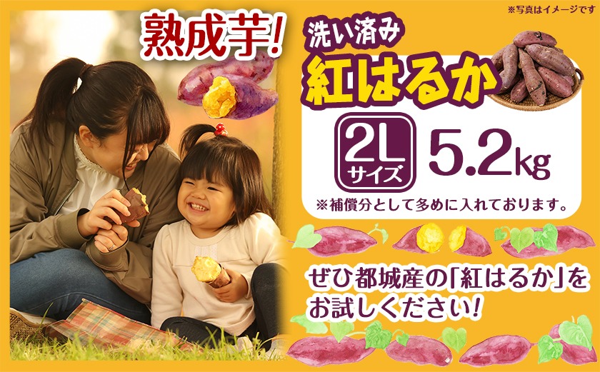 【熟成芋】芋名人が認めるさつまいも『洗い済み　紅はるか』5.2kg 2Lサイズ ※12月～1月頃順次発送_LE-L703-J