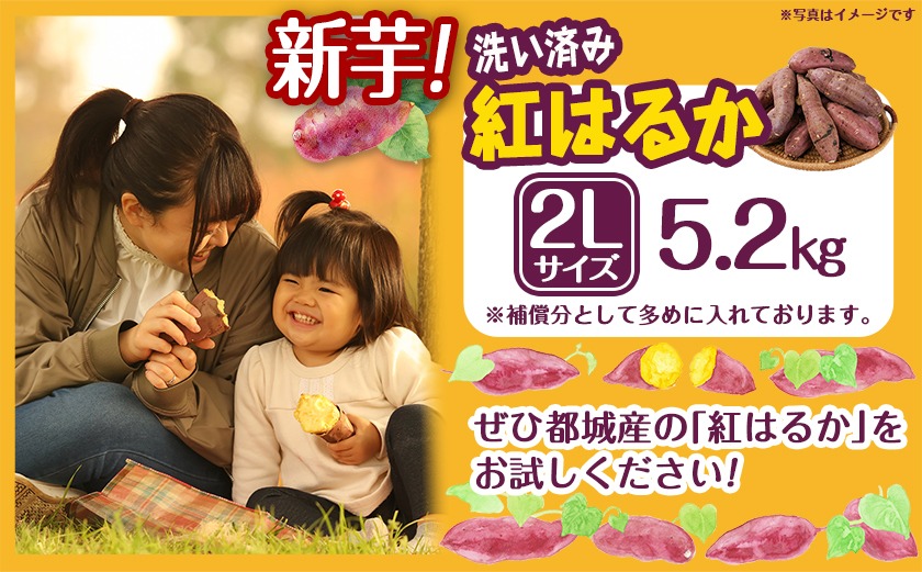 【新芋】芋名人が認めるさつまいも『洗い済み　紅はるか』5.2kg 2Lサイズ ※9月～11月頃順次発送_LE-L703-N