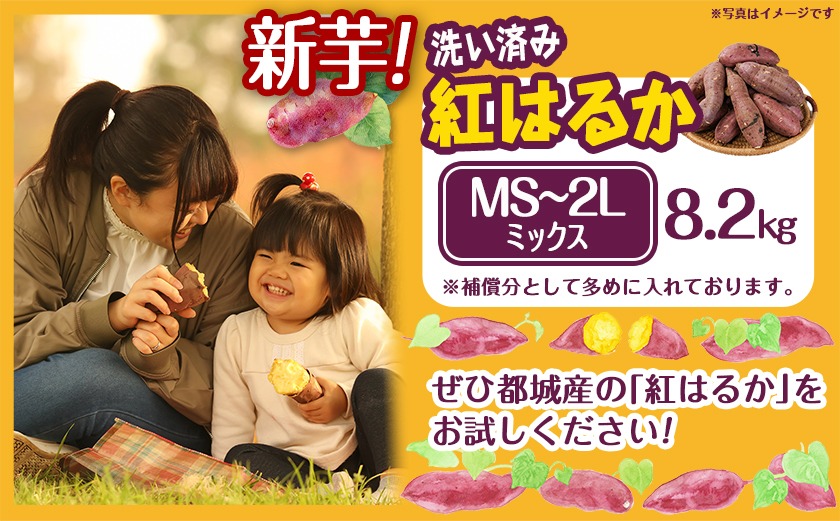 【新芋】芋名人が認めるさつまいも『洗い済み　紅はるか』8.2kg MS～2Lミックス ※9月～11月頃順次発送_LG-L701-N