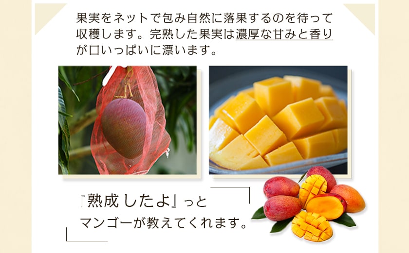【先行受付!】宮崎完熟マンゴー1玉(都城産)_MJ-3301