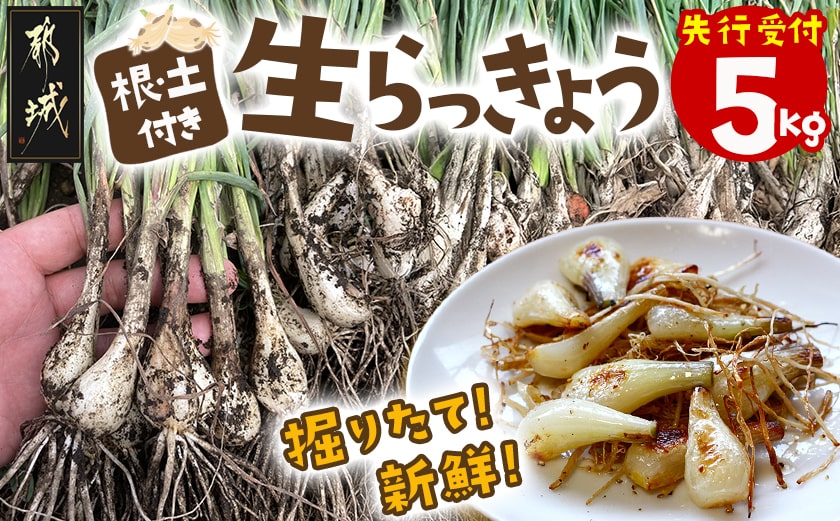 【先行受付!】掘りたて!新鮮!!根付き土付き生らっきょう5kg≪2026年5月中旬以降順次お届け≫_12-L701