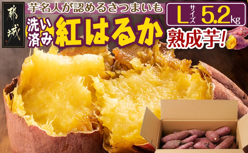 【熟成芋】芋名人が認めるさつまいも『洗い済み　紅はるか』5.2kg Lサイズ ※12月～1月頃順次発送_LE-L702-J