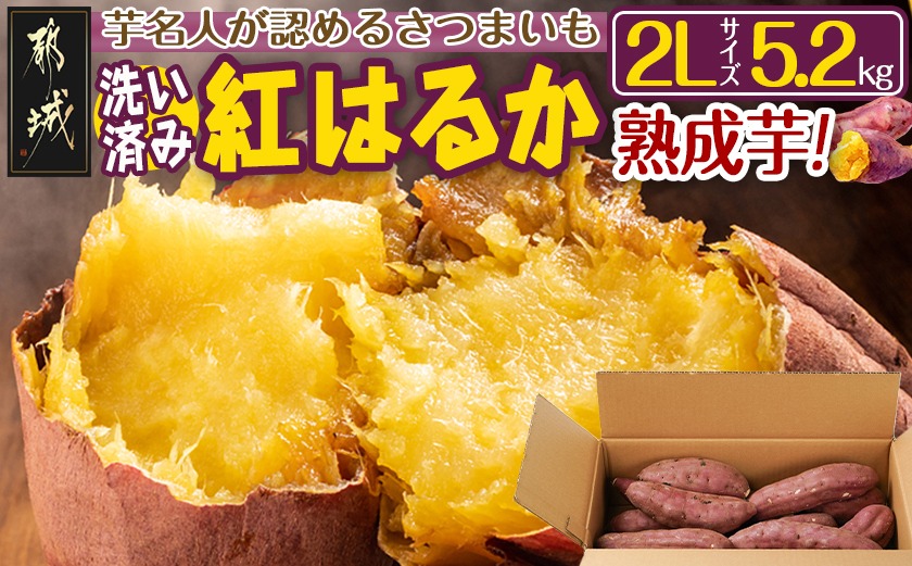 【熟成芋】芋名人が認めるさつまいも『洗い済み　紅はるか』5.2kg 2Lサイズ ※12月～1月頃順次発送_LE-L703-J