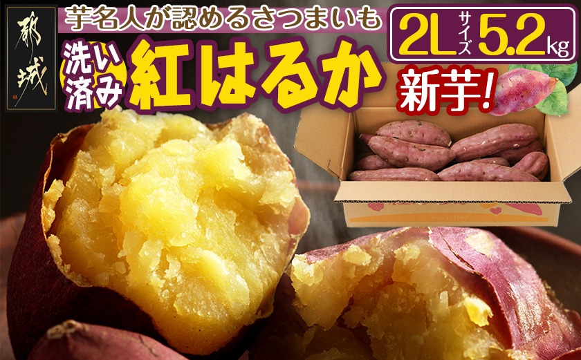 【新芋】芋名人が認めるさつまいも『洗い済み　紅はるか』5.2kg 2Lサイズ ※9月～11月頃順次発送_LE-L703-N