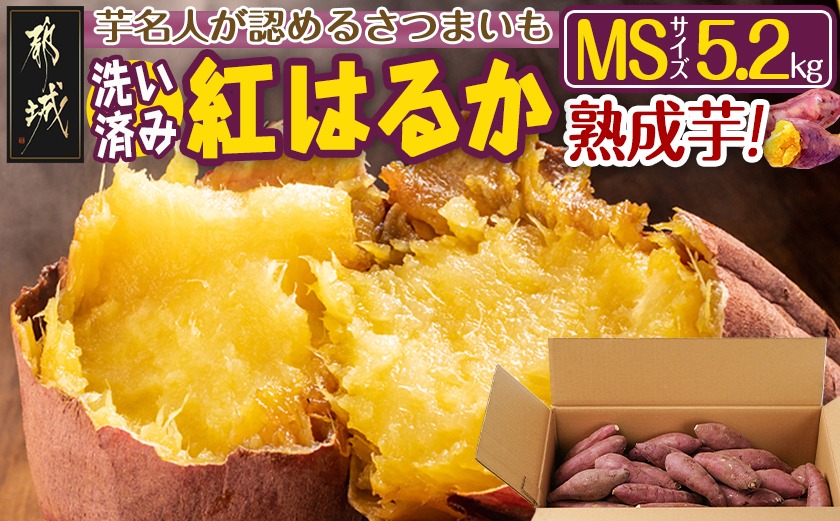 【熟成芋】芋名人が認めるさつまいも『洗い済み　紅はるか』5.2kg MSサイズ ※12月～1月頃順次発送_LE-L704-J