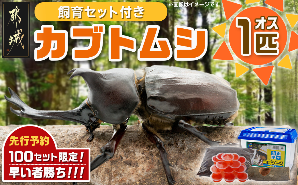 【先行受付☆2026年6月以降お届け】カブトムシ(飼育セット付き) ※限定100セット※_LG-3311