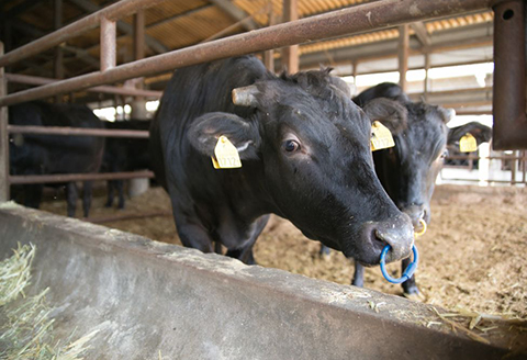 宮崎牛モモ・ウデスライス N023-YZA302