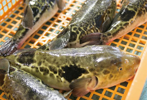 活とらふぐ本格セット N013-YZF002