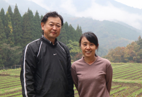 徐福草ヒュウガトウキ（レギュラー） N048-YZA425