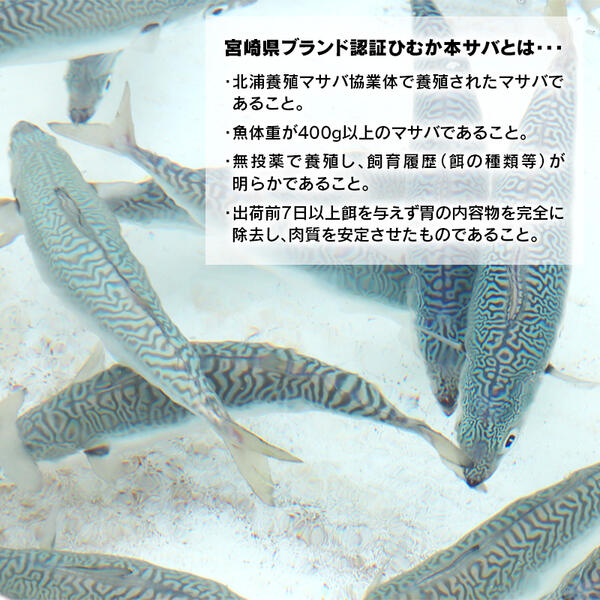 【内閣総理大臣賞受賞！】ひむか本サバ１尾(セミドレス)400ｇ以上 N025-YA0386