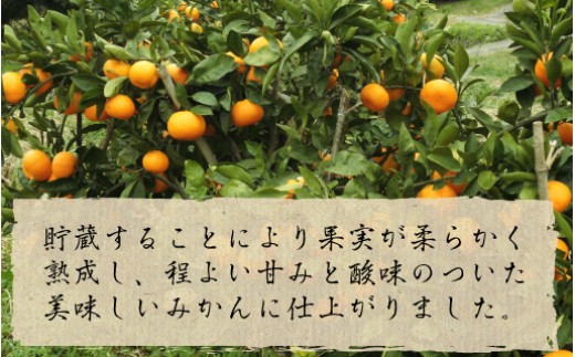 青島みかん（5kg）12月下旬から発送 N050-YA2274