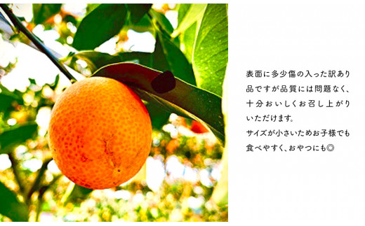 【訳あり】完熟きんかんLサイズ 約400g×6袋(2026年2月中旬発送開始) N053-YZA365