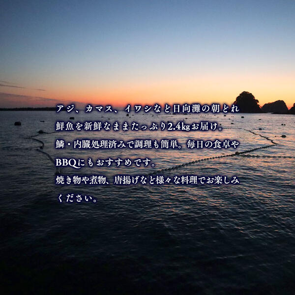 【6ヶ月定期便】大和海商の朝どれ鮮魚小魚パック2.4kg N072-YE093