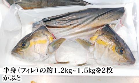 大和ｶﾝﾊﾟﾁ半身(ﾌｨﾚ)約1.2kg～1.5kg×2枚かぶと付き N072-YD0192