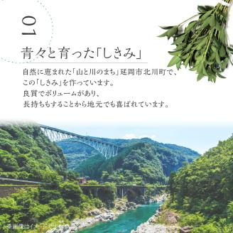 しきみ樒50cm N029-YA0147