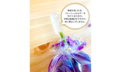 【田口ファミリーファーム】旬のぶどう(2房~4房) N053-YZB073