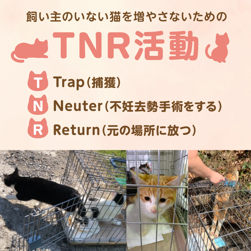 人と猫が互いに幸せになれるまちを目指して『不妊去勢手術支援プロジェクト』（返礼品はありません） N0159-9999994
