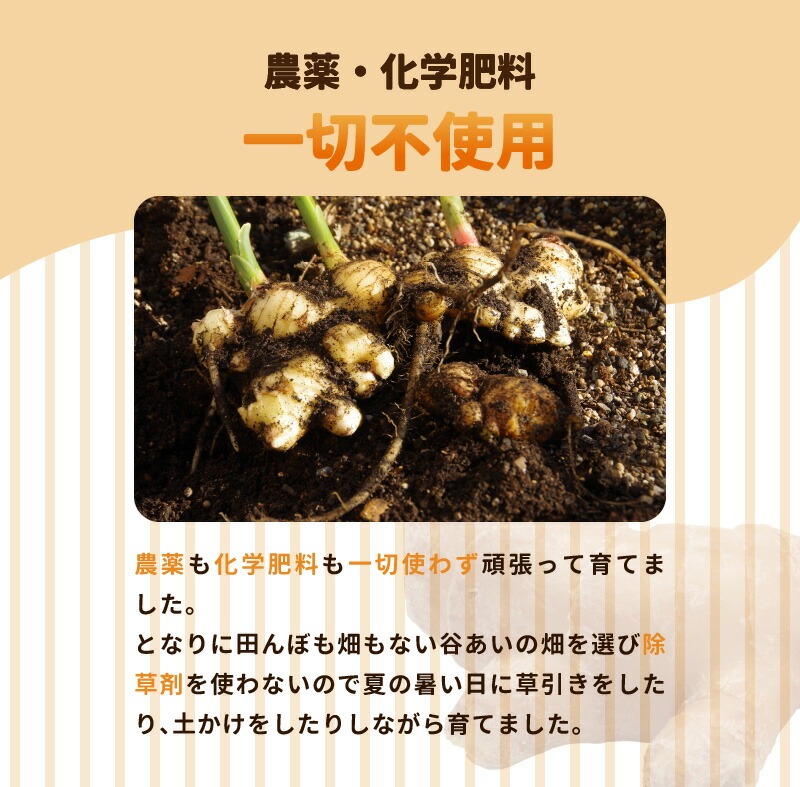 しょうが 粉末 N048-YA0494