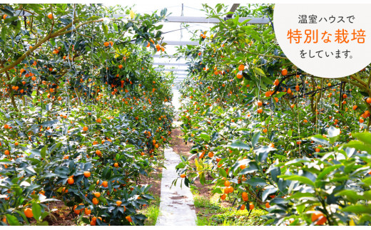 【田口ファミリーファーム】皮ごとぱくっと!完熟きんかん3L　40玉(約1kg)(2026年2月中旬発送開始) N053-YZA157