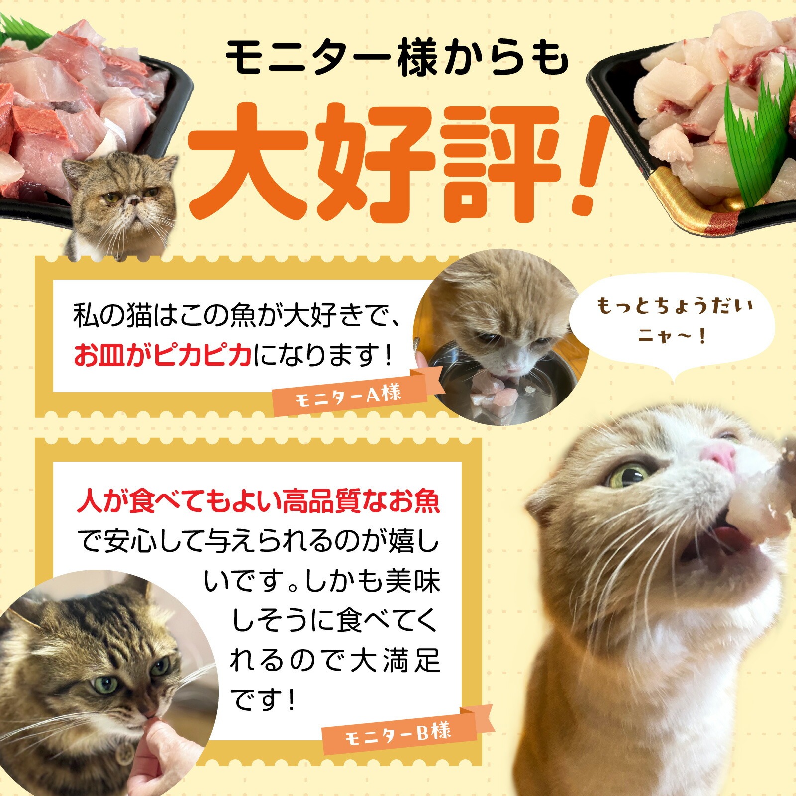 【至福の海の恵み】贅沢グルメキャットフード　N072-YA0398