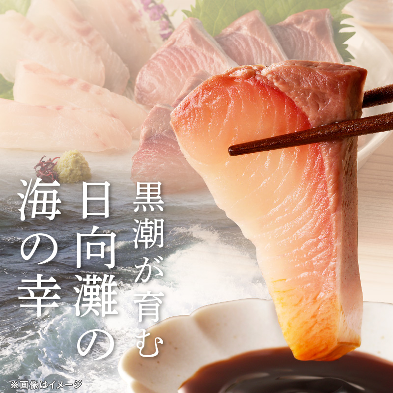 【単月お届け】大和のこだわり漁師のお刺身6人前 N072-YA3338_1