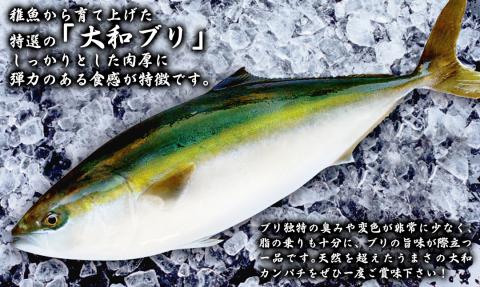 【大和ブリ】半身(ﾌｨﾚ)約1kg×2枚かぶと付き N072-YD0190