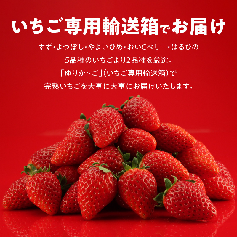 生いちご 厳選 2品種 食べ比べセット いちにのいちご園（2026年1月から発送開始）1箱　N085-YA776