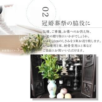 しきみ樒50cm N029-YA0147