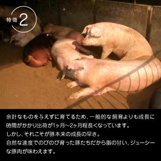 延岡よっとん Dセット N003-YB127