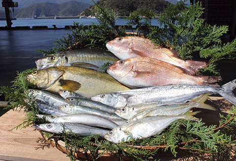 延岡市島浦島育ちの厳選鮮魚セット N015-YZC002