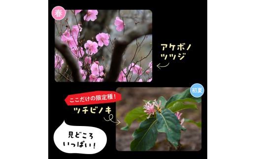 パックン岩トレッキング N002-YZC410