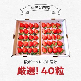 【田口ファミリーファーム】いちご(さがほのか)40粒入り(1月中旬発送開始) N053-YA3346