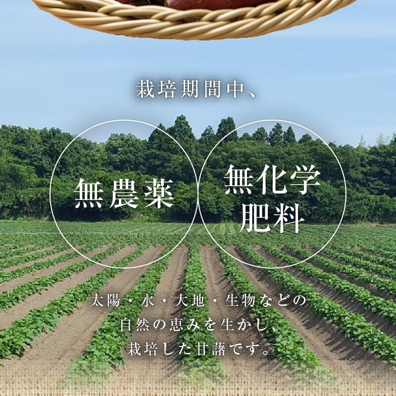 さつまいも 紅はるか 5kg　N063-YA3385